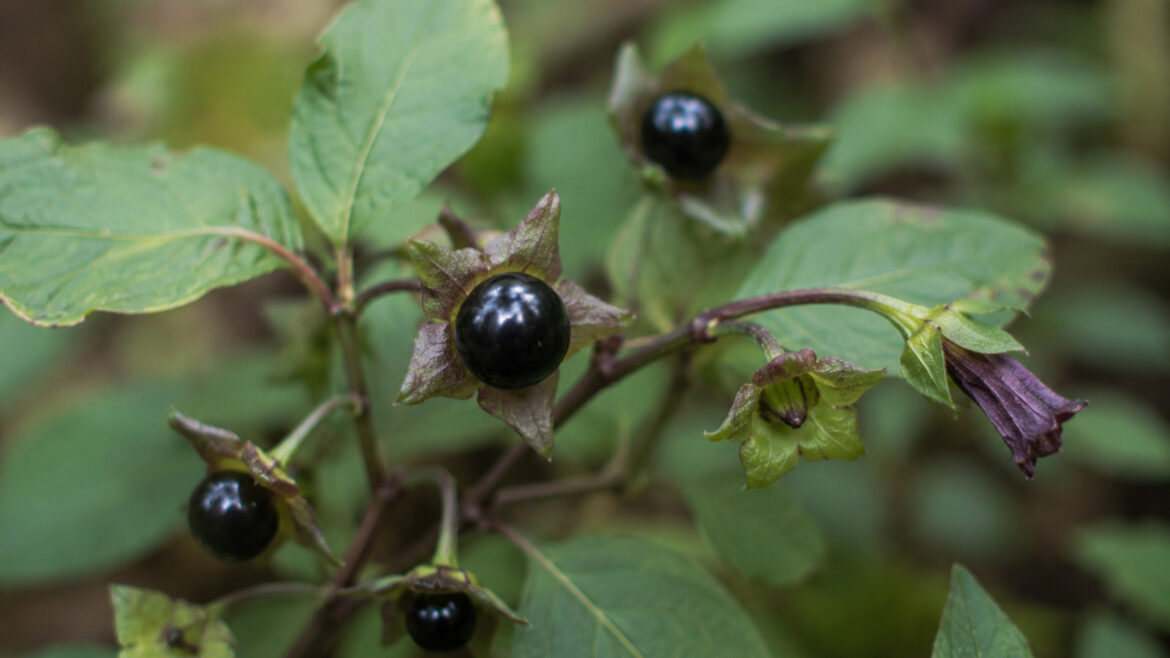la belladona, una planta molt tòxica