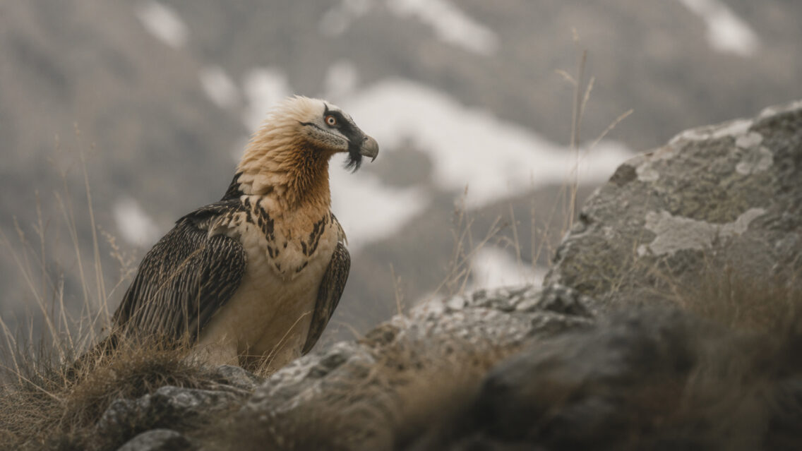 La biodiversitat dels Pirineus: un tresor viu entre cims, boscos i prats