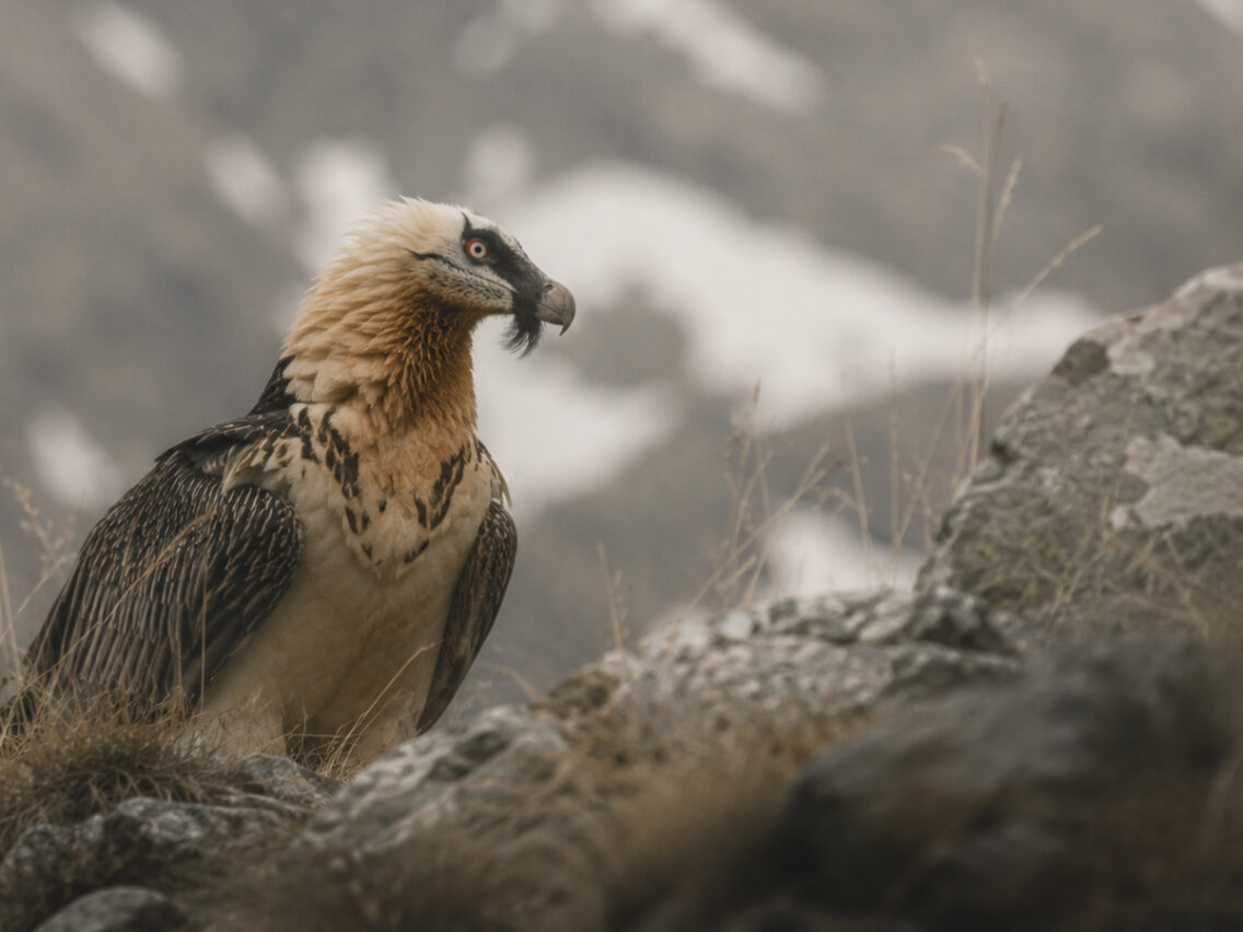 La biodiversitat dels Pirineus: un tresor viu entre cims, boscos i prats