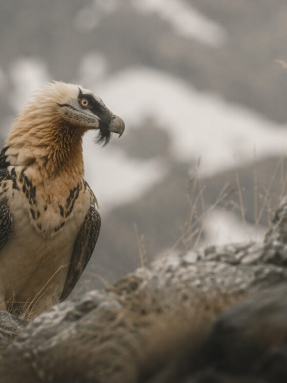 La biodiversitat dels Pirineus: un tresor viu entre cims, boscos i prats