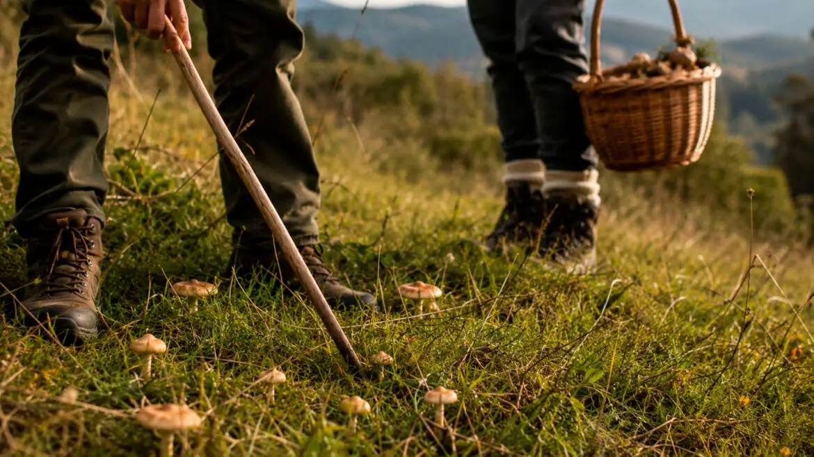 Boletaires buscant carreretes