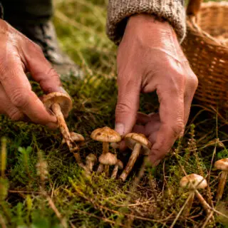Les carreretes: el petit bolet que perfuma la cuina del Pirineu