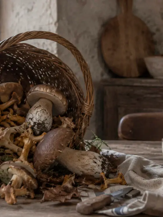 Els bolets més apreciats de la gastronomia pirinenca