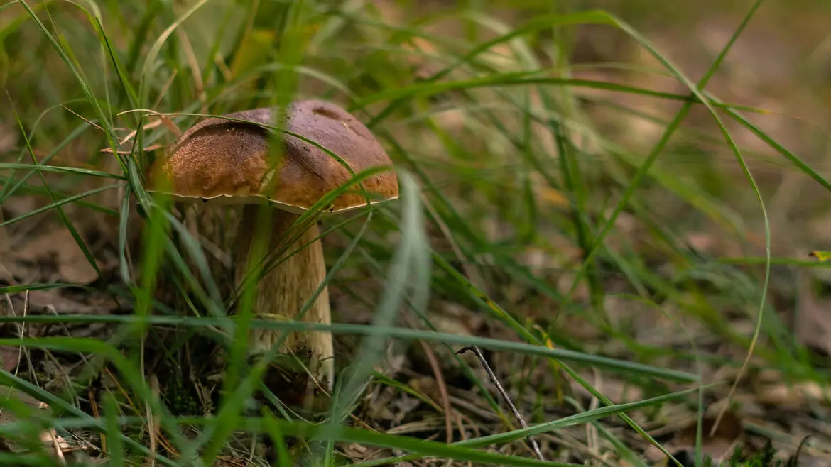 El cep, el rei del bosc