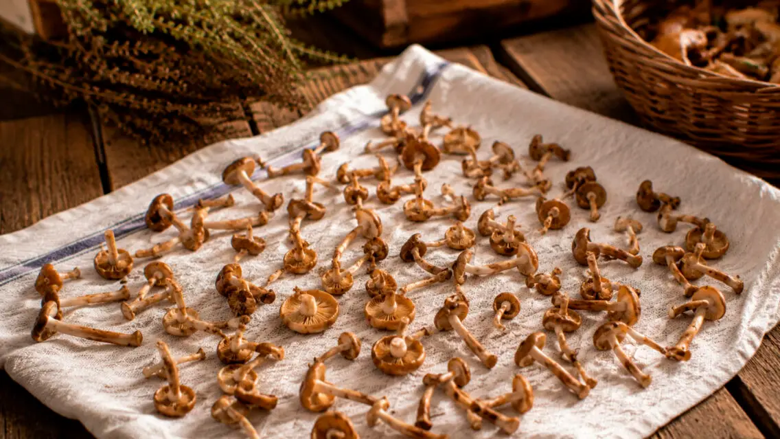 Les carreretes: el petit bolet que perfuma la cuina del Pirineu