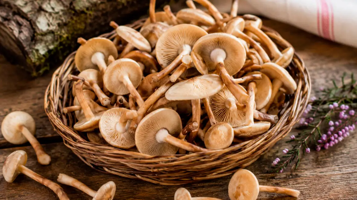 Les carreretes: el petit bolet que perfuma la cuina del Pirineu