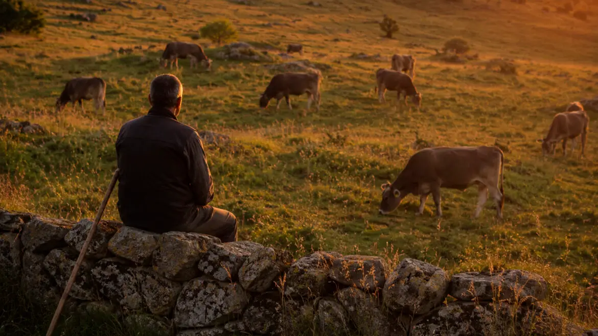 La ramaderia extensiva, un equilibri entre l’home i la natura