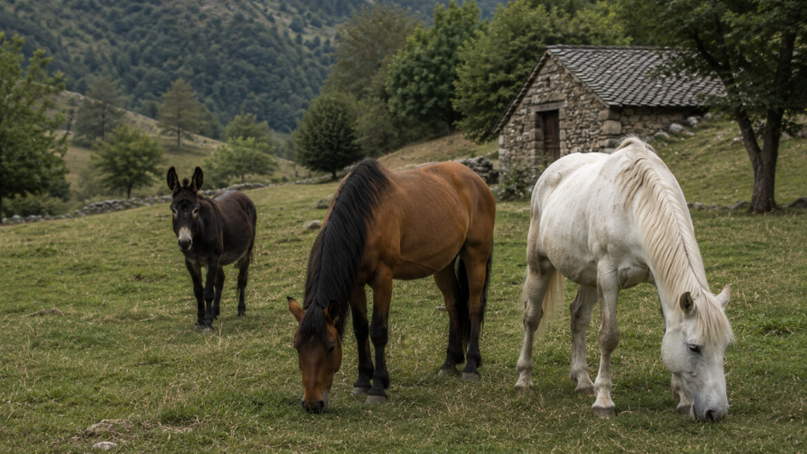 és fàcil observar un o dos rucs enmig d’un grup de cavalls