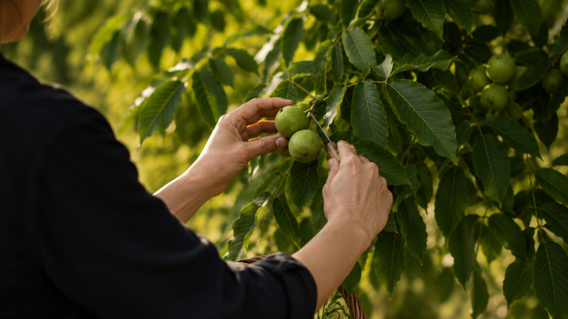 les nous verdes, el cor de la ratafia