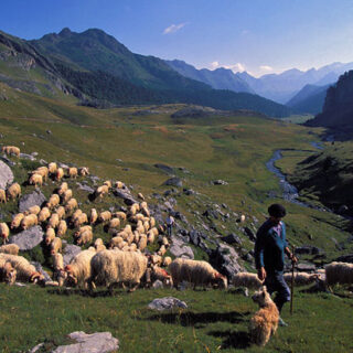 Les carreretes: el petit bolet que perfuma la cuina del Pirineu