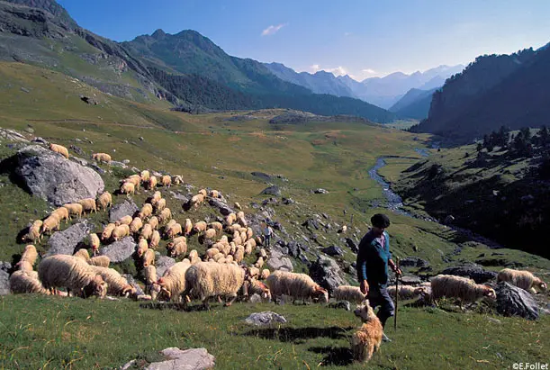 La transhumància als Pirineus: quan la muntanya torna a la vida