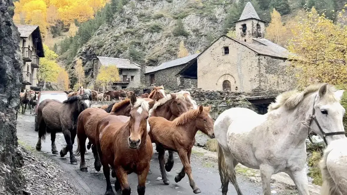 La transhumància als Pirineus: quan la muntanya torna a la vida
