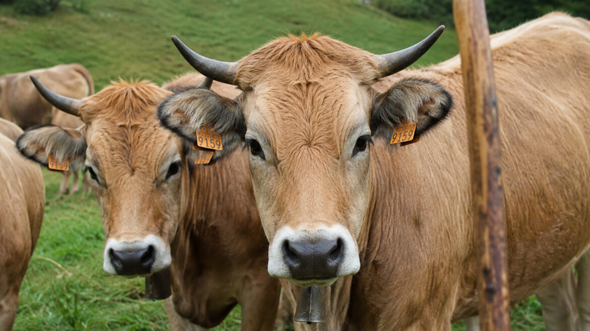 la vaca bruna del pirineu
