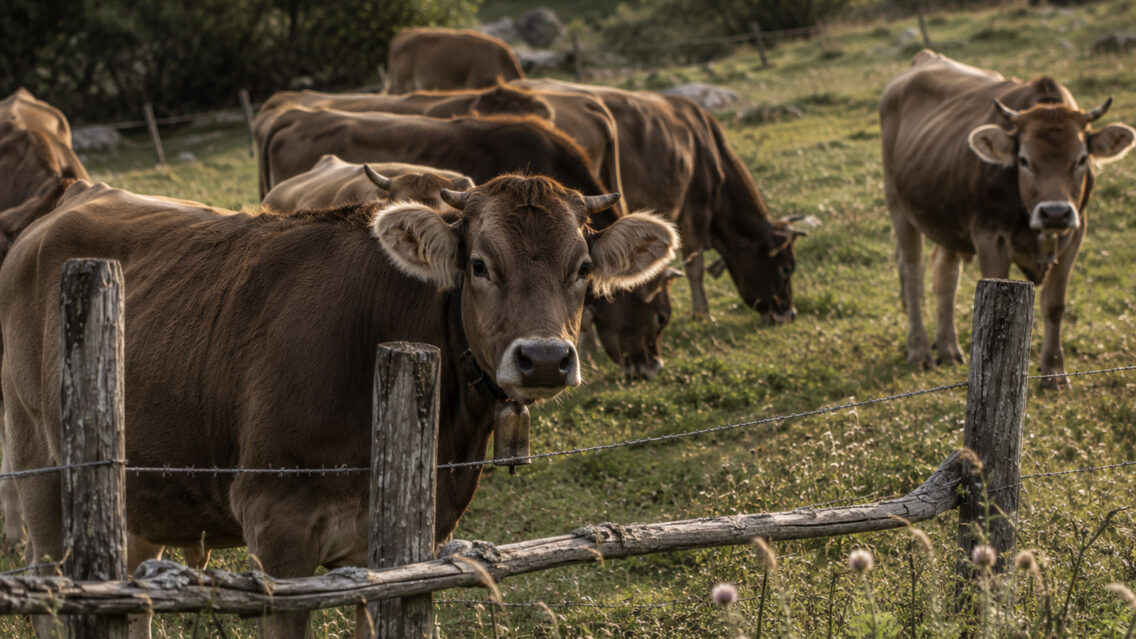 La vaca bruna: molt més que una raça de bestiar