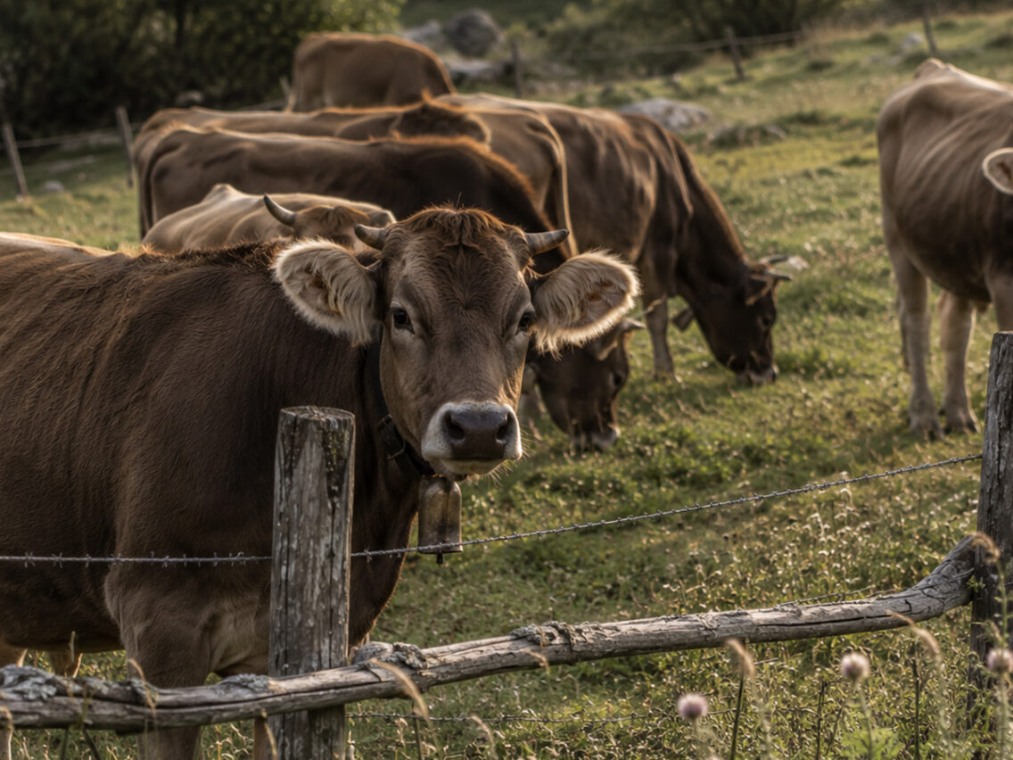 La vaca bruna: molt més que una raça de bestiar