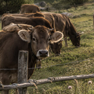 La biodiversitat dels Pirineus: un tresor viu entre cims, boscos i prats