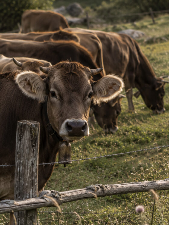 La vaca bruna: molt més que una raça de bestiar