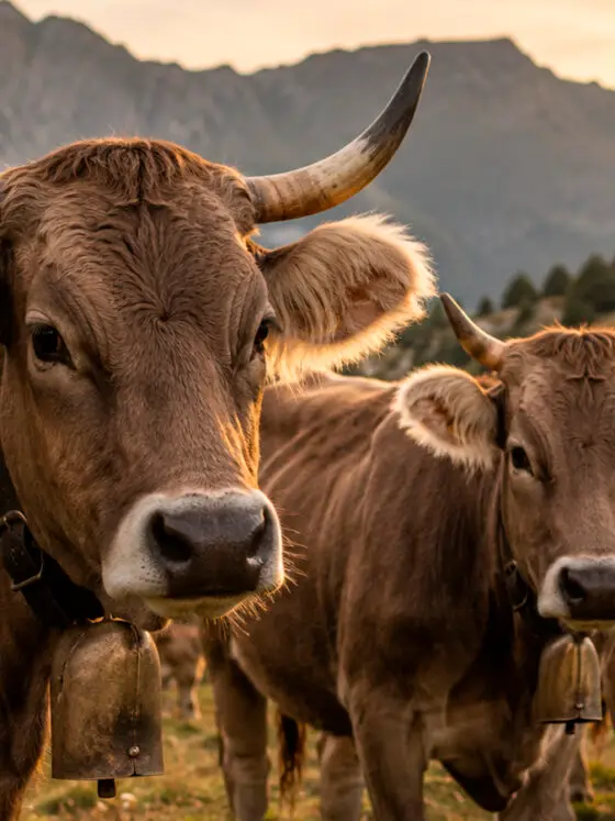 La vaca bruna dels Pirineus: la força tranquil·la de les nostres muntanyes