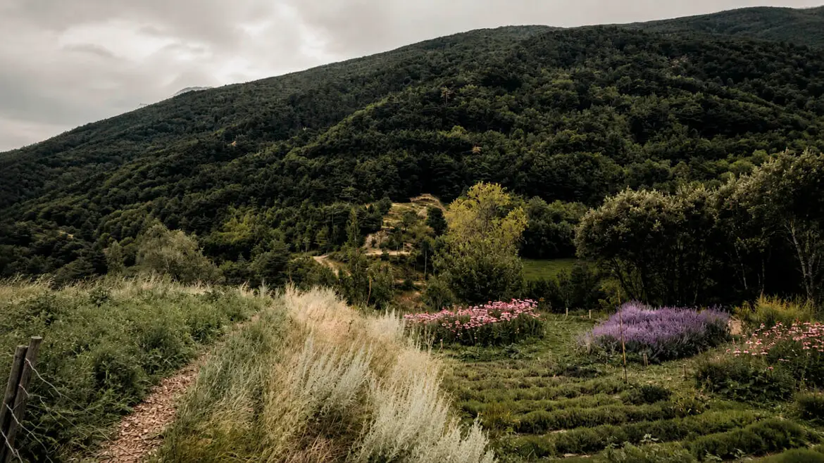 Camps de cultiu d’Herbes de l’Alt Pirineu a Araós, a la Vall Ferrera, amb plantes aromàtiques i medicinals florides envoltades de boscos de muntanya.