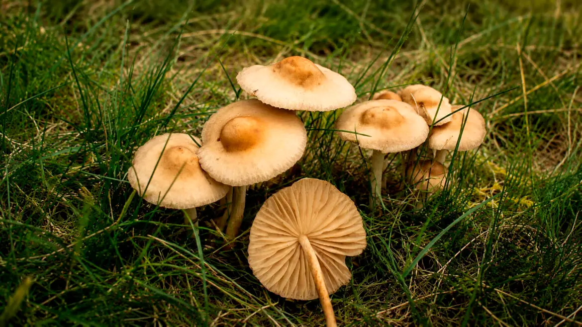 Primer pla d’un grup de carreretes entre l’herba, amb els barrets de color crema i les làmines visibles en un dels exemplars.