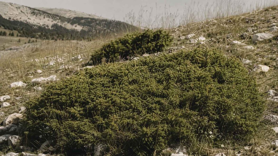 Ginebró alpí (Juniperus communis subsp. alpina) de port baix i estès, creixent arran de terra entre roques i prats d’alta muntanya.