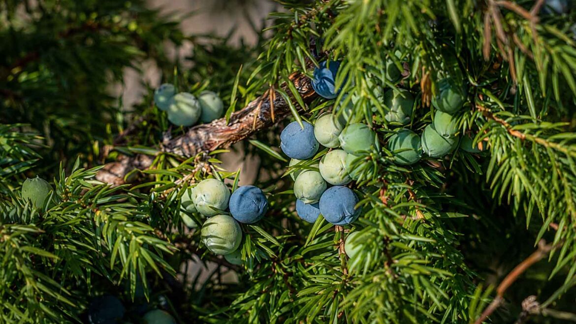 Detall dels gàlbuls del ginebre (Juniperus communis) en diferents estadis de maduració, amb fruits verds immadurs i gàlbuls madurs de color blau fosc entre les agulles.