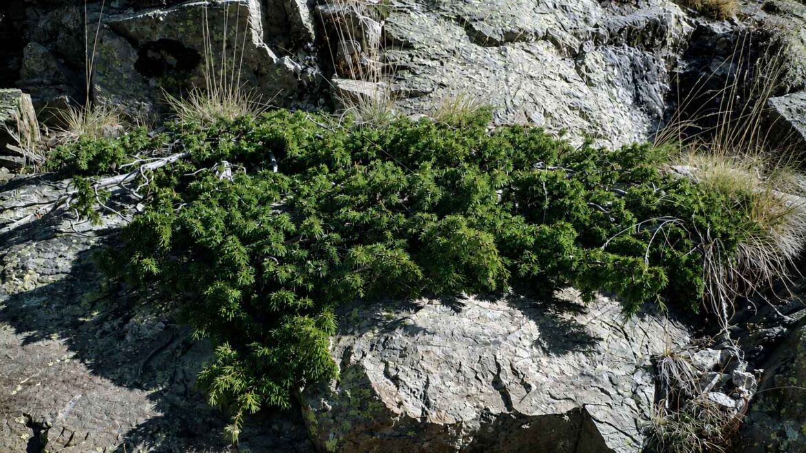 Ginebró alpí (Juniperus communis subsp. alpina) creixent entre roques al camí de l’Estany Gento, a la Vall Fosca, al municipi de la Torre de Capdella, Pallars Jussà.