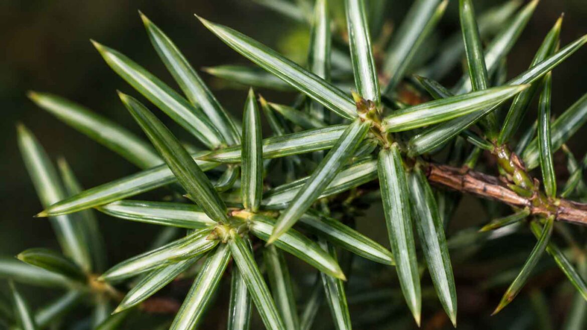 Detall de les agulles del ginebre (Juniperus communis), disposades al voltant del branquilló i amb una única banda blanca ampla i longitudinal a la cara superior.