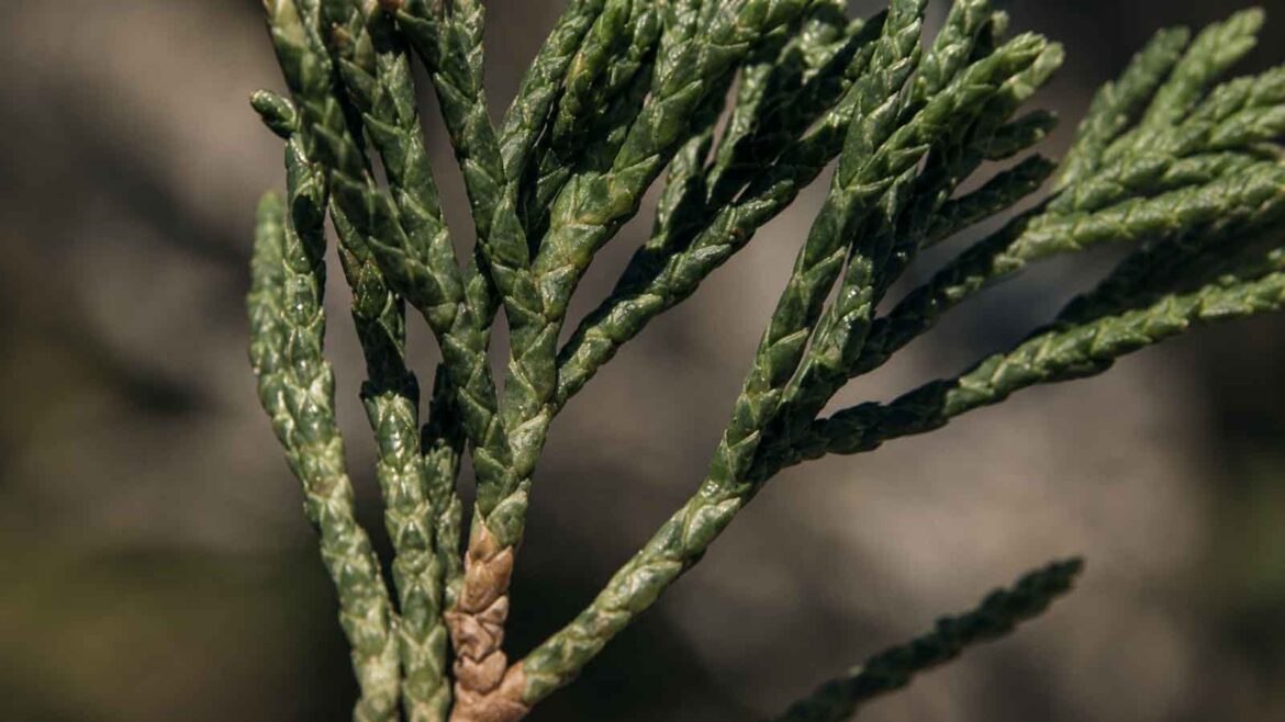 Detall de les fulles escamoses de la savina de muntanya (Juniperus sabina), petites i densament aplicades sobre els branquillons.