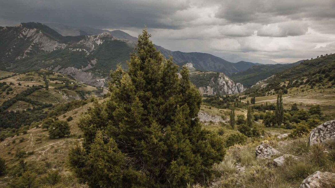 Savina turífera (Juniperus thurifera) en un vessant de muntanya de la Vall Ferrera, al Pallars Sobirà, on aquesta espècie conserva una de les poblacions més singulars dels Pirineus catalans.