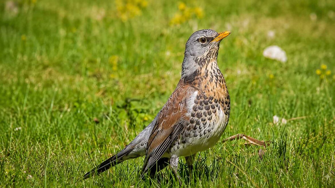 Griva cerdana (Turdus pilaris) en un prat de muntanya, una de les aus que consumeixen fruits carnosos i contribueixen a la dispersió de llavors de diferents plantes.