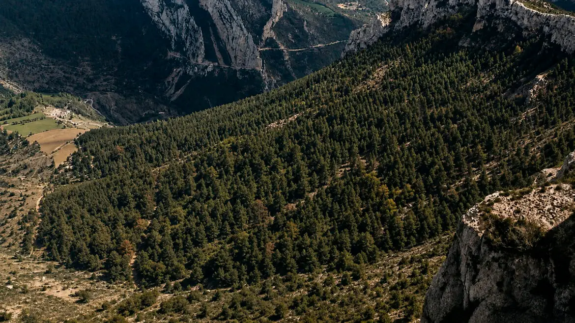 Repoblació forestal a la serra de Carreu-Sant Corneli, al Pallars Jussà, amb les fileres de pins visibles al vessant.