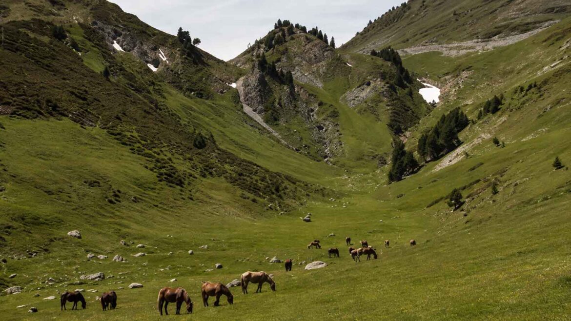 Ramat de cavalls pasturant en llibertat en una extensa zona de prats d’alta muntanya, en un paisatge inspirat en les pastures de Tor, a la Vall Ferrera.