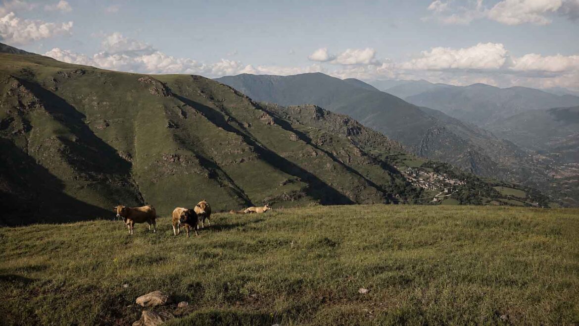 Vista de la Vall d’Àssua des dels prats d’alta muntanya, amb vaques pasturant en primer terme, els vessants pirinencs al centre i el nucli de Llessui, al Pallars Sobirà, al fons de la vall.