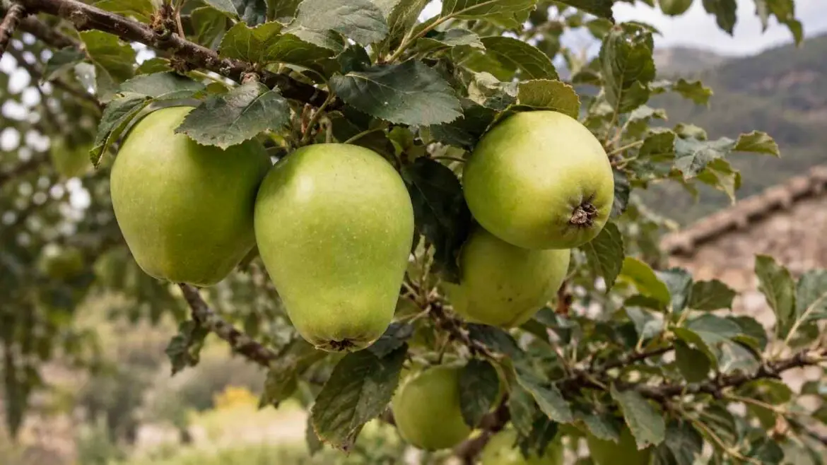 Pomes de la varietat tradicional morro de llebre, de color verd i forma allargada, en una pomera.