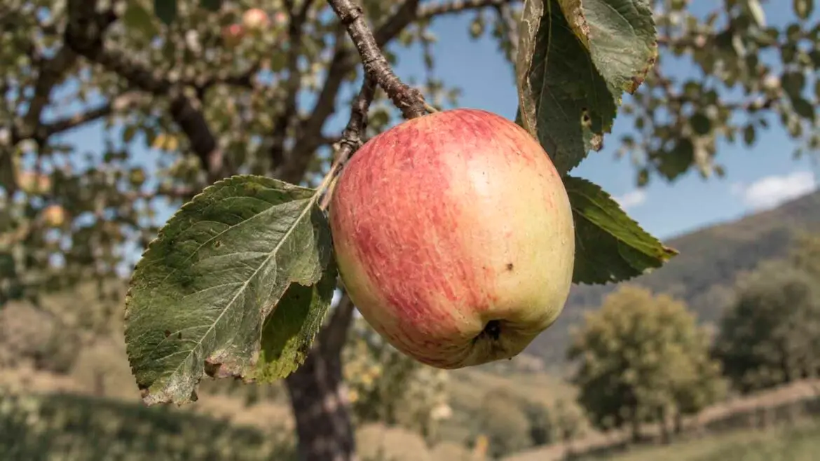 Poma de Sorpe madura, de color groc verdós amb tonalitats vermelloses, penjada d’una pomera.