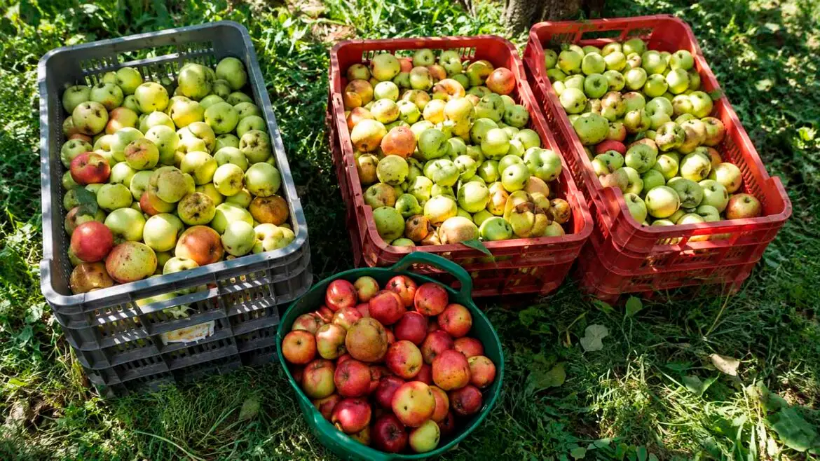 Caixes i cabàs plens de pomes de diferents varietats tradicionals recollides per a l’elaboració de sidra al Pirineu.