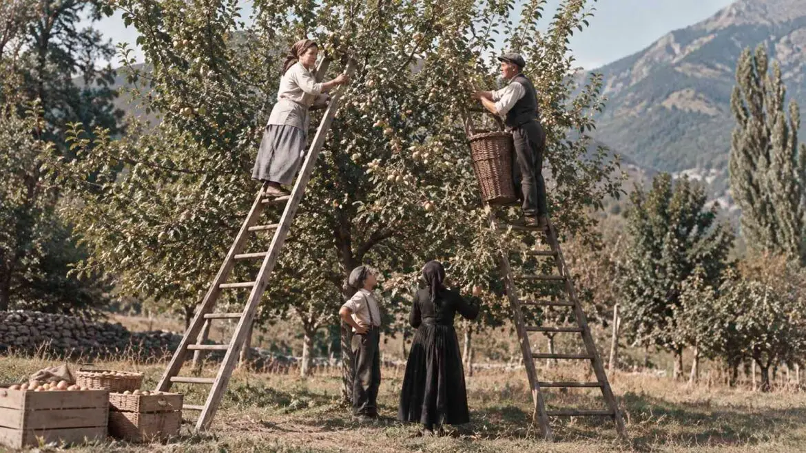 Collita de pomes en un entorn rural del Pallars Sobirà, amb pagesos enfilats en escales de fusta per arribar als fruits de la pomera.
