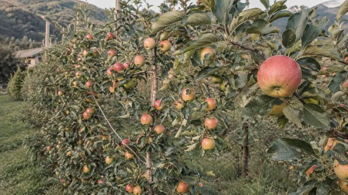 Pomeres carregades de fruit a finals d’estiu, en un espai agrícola de muntanya.